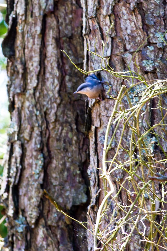 Brown-headed Nuthatch - ML620279163