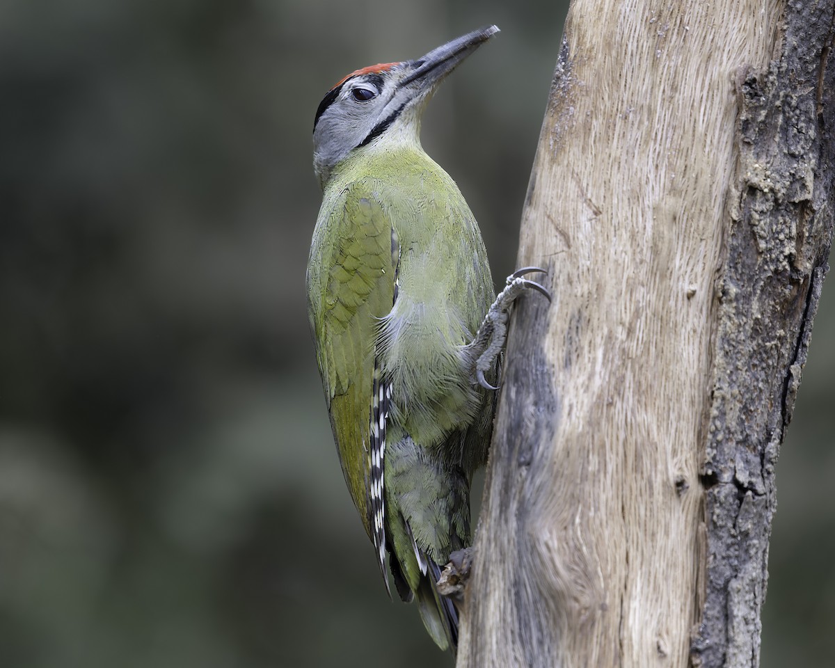 Gray-headed Woodpecker - ML620279165