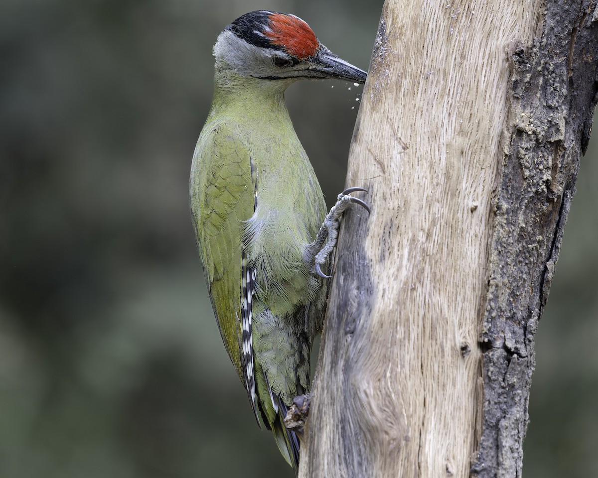 Gray-headed Woodpecker - ML620279166