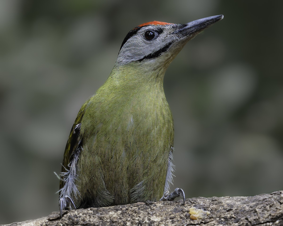 Gray-headed Woodpecker - ML620279167