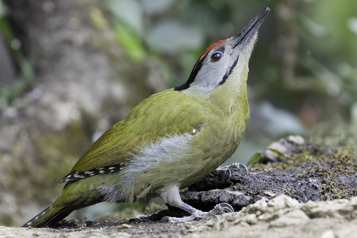 Gray-headed Woodpecker - ML620279168