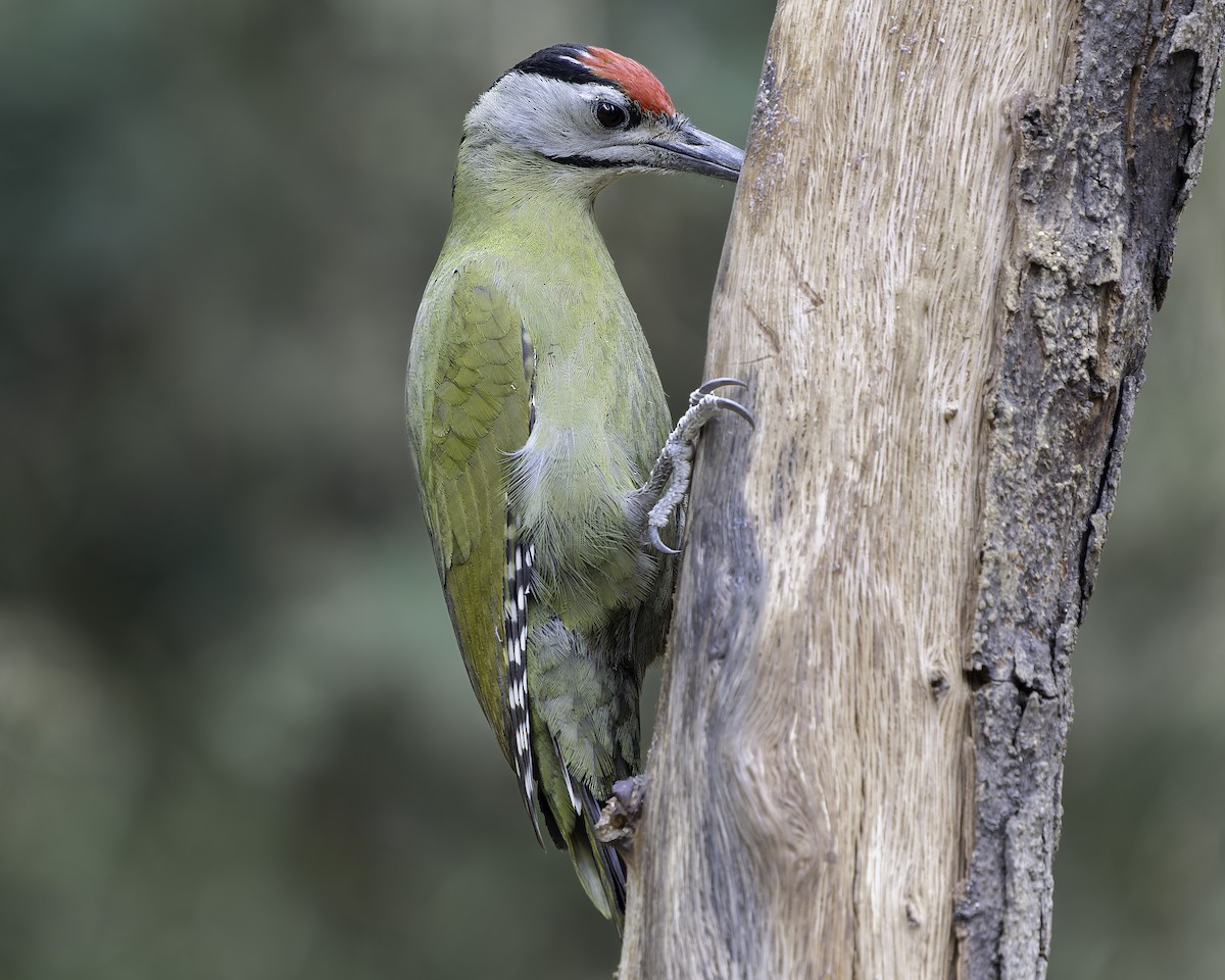 Gray-headed Woodpecker - ML620279169