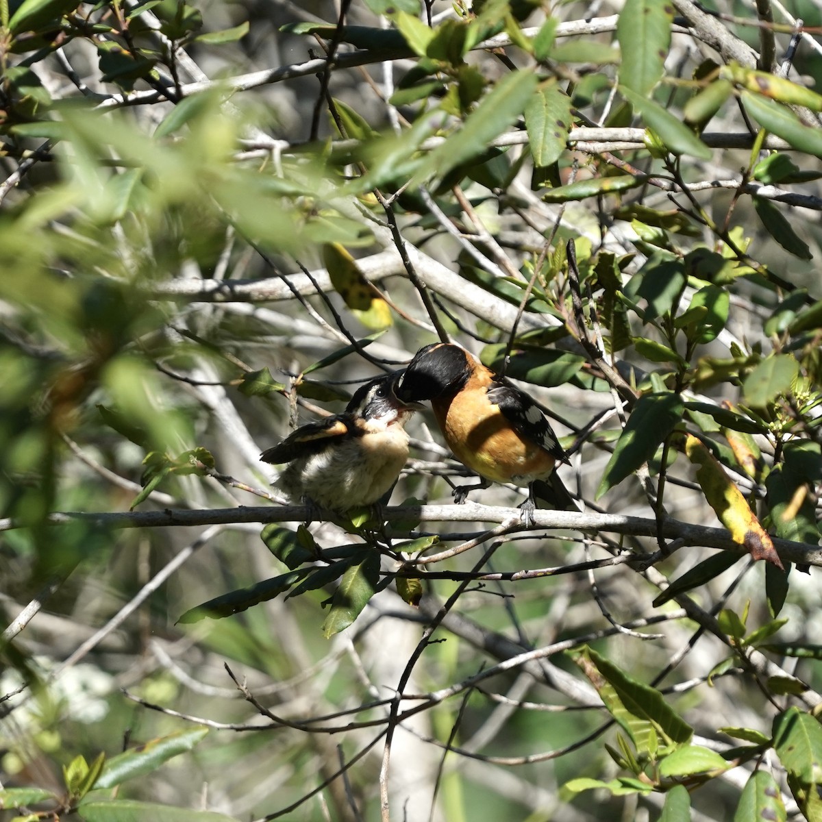 Black-headed Grosbeak - ML620279174