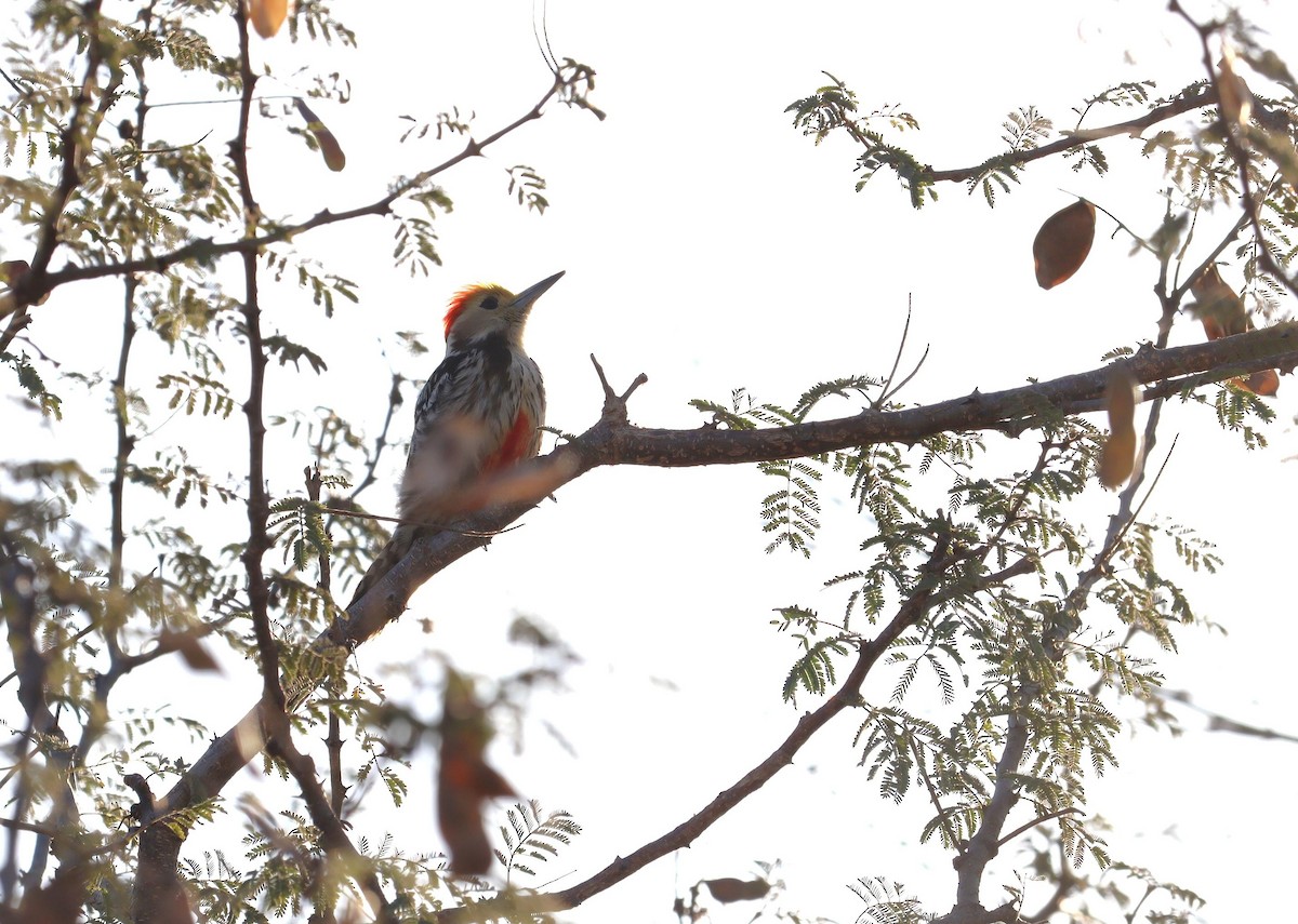 Yellow-crowned Woodpecker - ML620279176