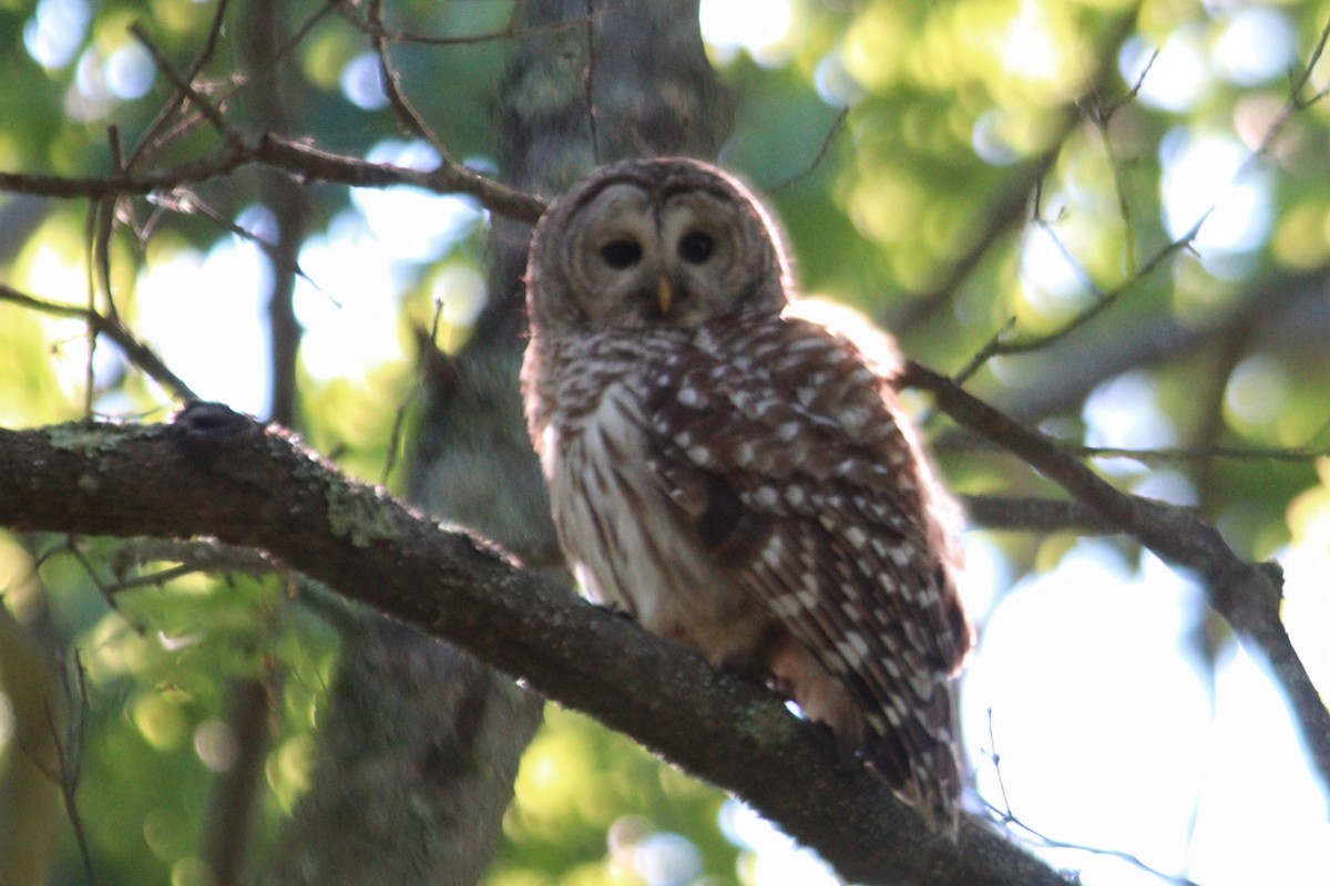 Barred Owl - ML620279181