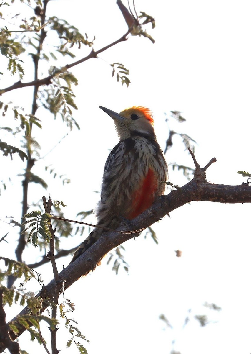 Yellow-crowned Woodpecker - ML620279183