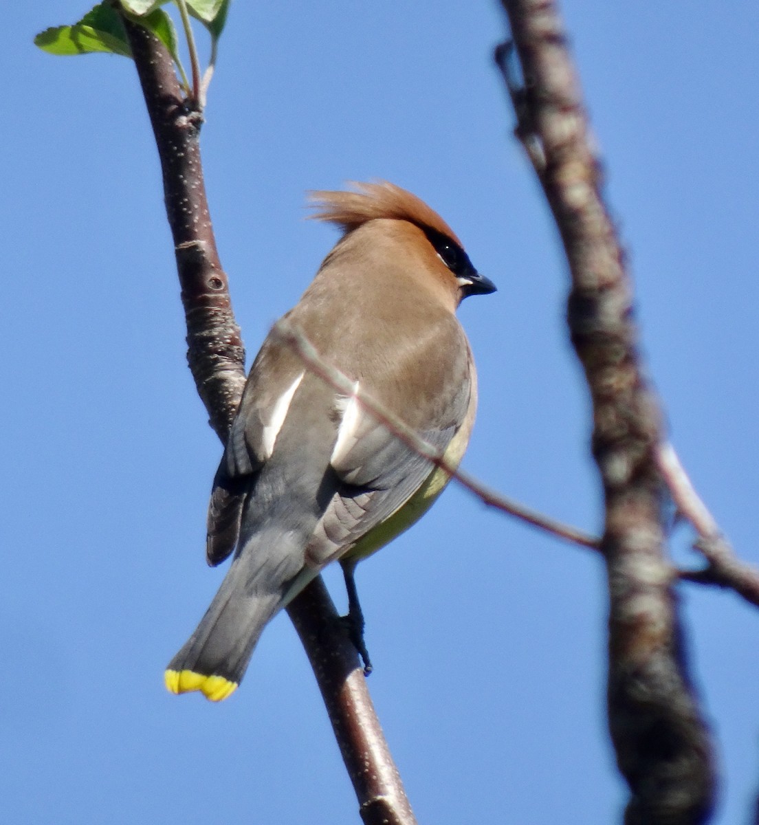 Cedar Waxwing - ML620279186