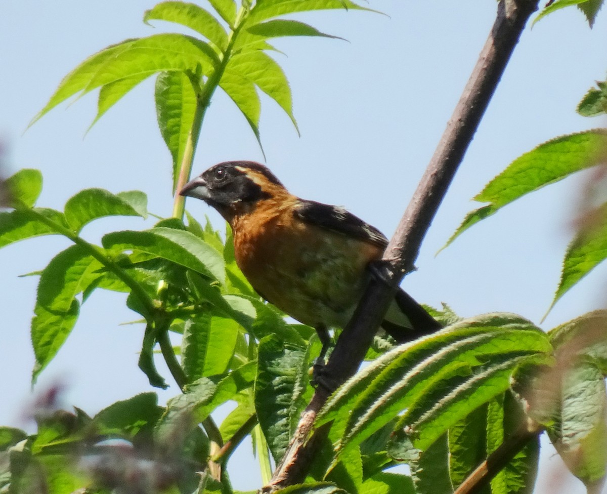 Black-headed Grosbeak - ML620279195