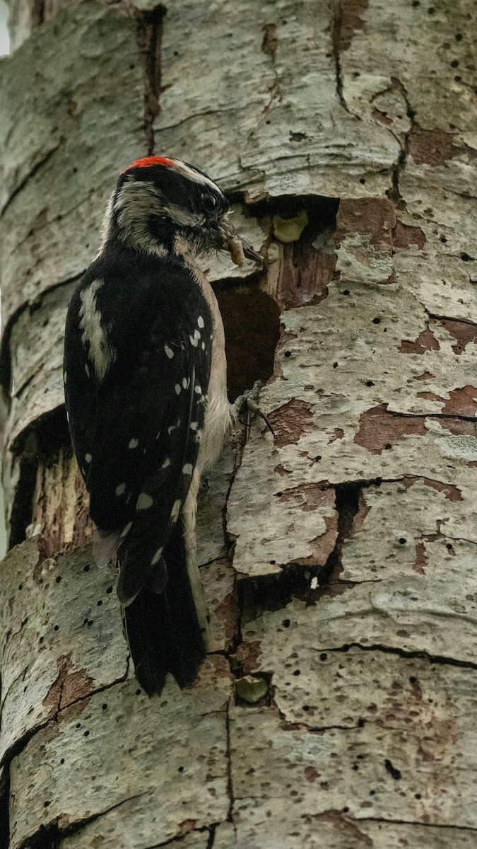 Downy Woodpecker - ML620279218