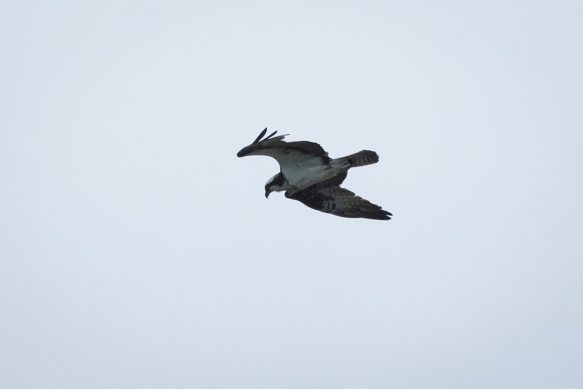 Águila Pescadora (carolinensis) - ML620279221