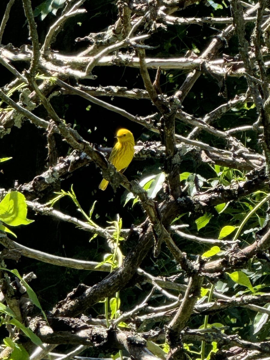 Yellow Warbler - ML620279229