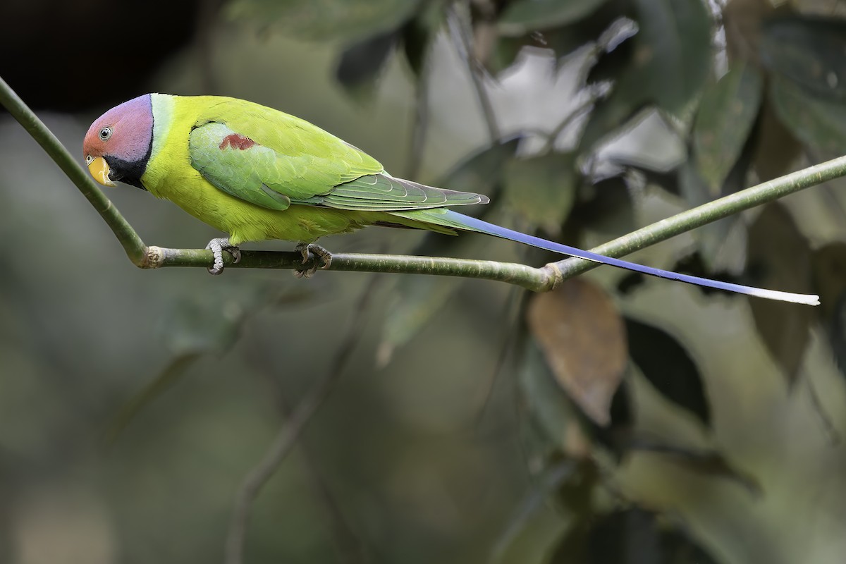 Plum-headed Parakeet - ML620279232