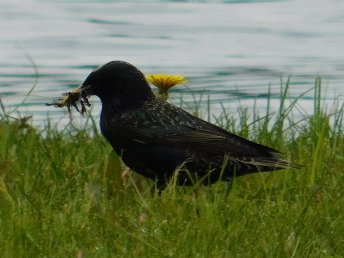 European Starling - ML620279238