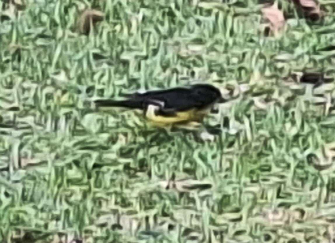 Lesser Goldfinch - ML620279243