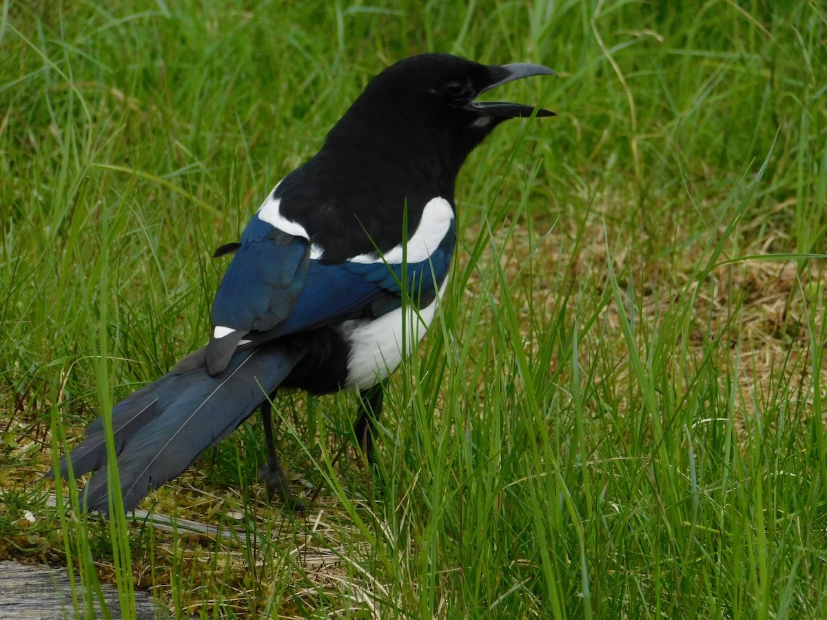 Black-billed Magpie - ML620279244