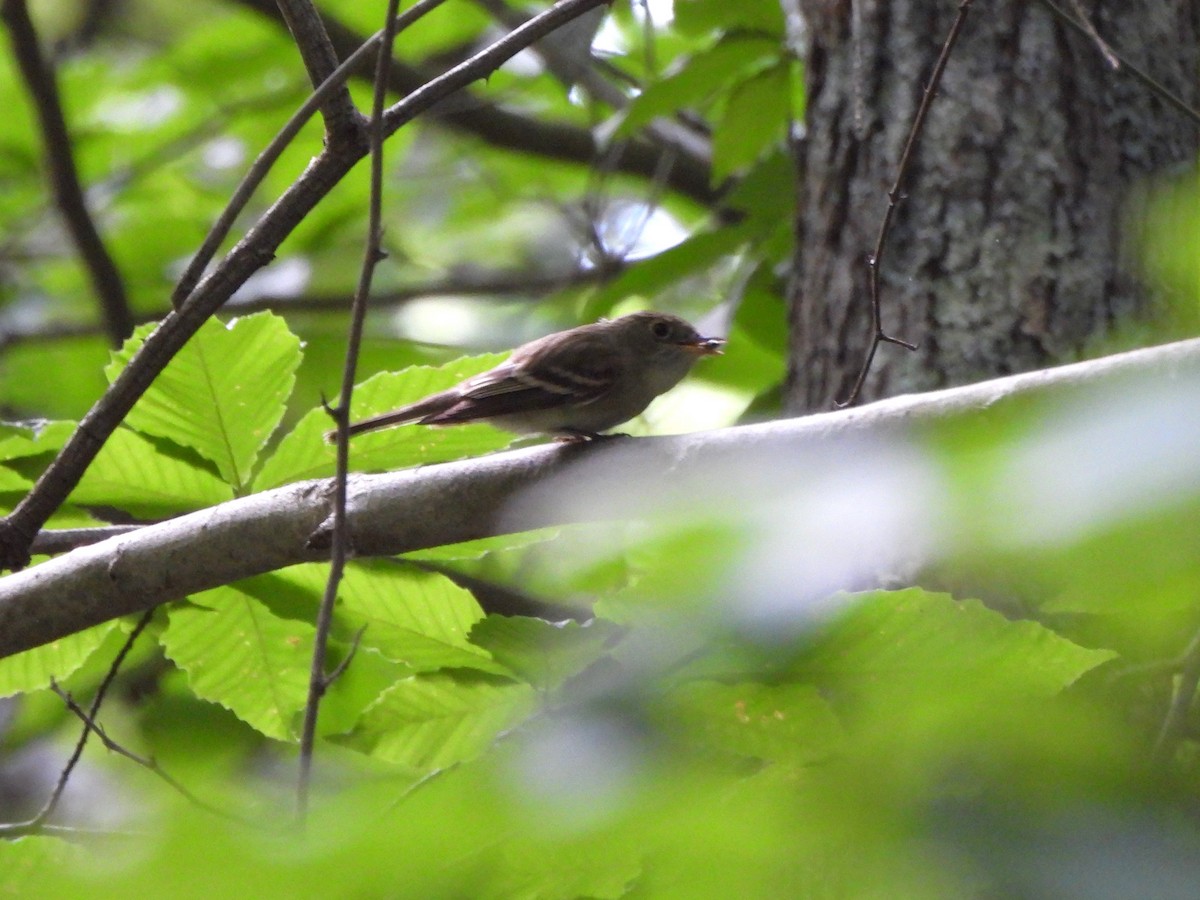 Acadian Flycatcher - ML620279246