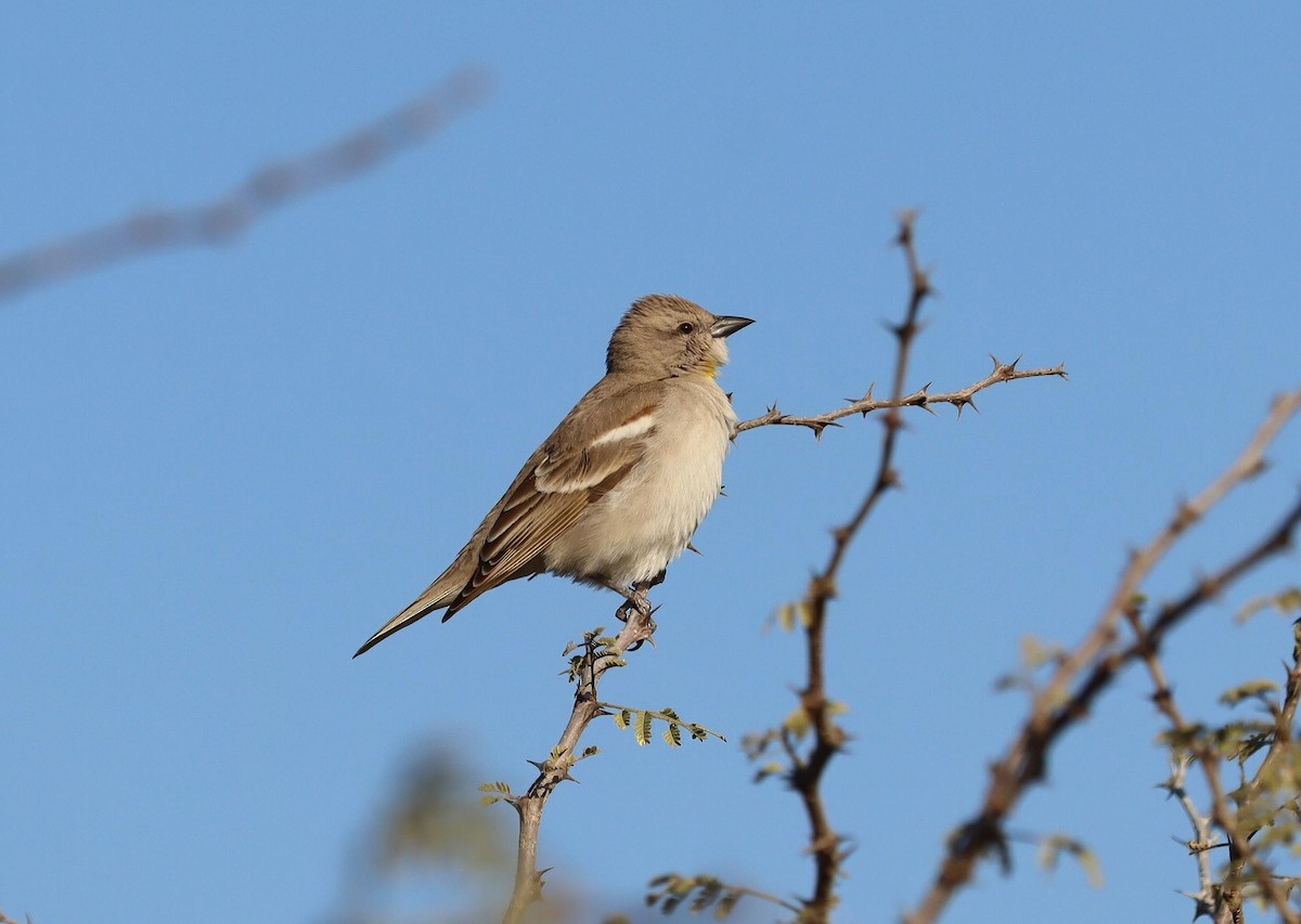 דרורית צהובת-גרון - ML620279247