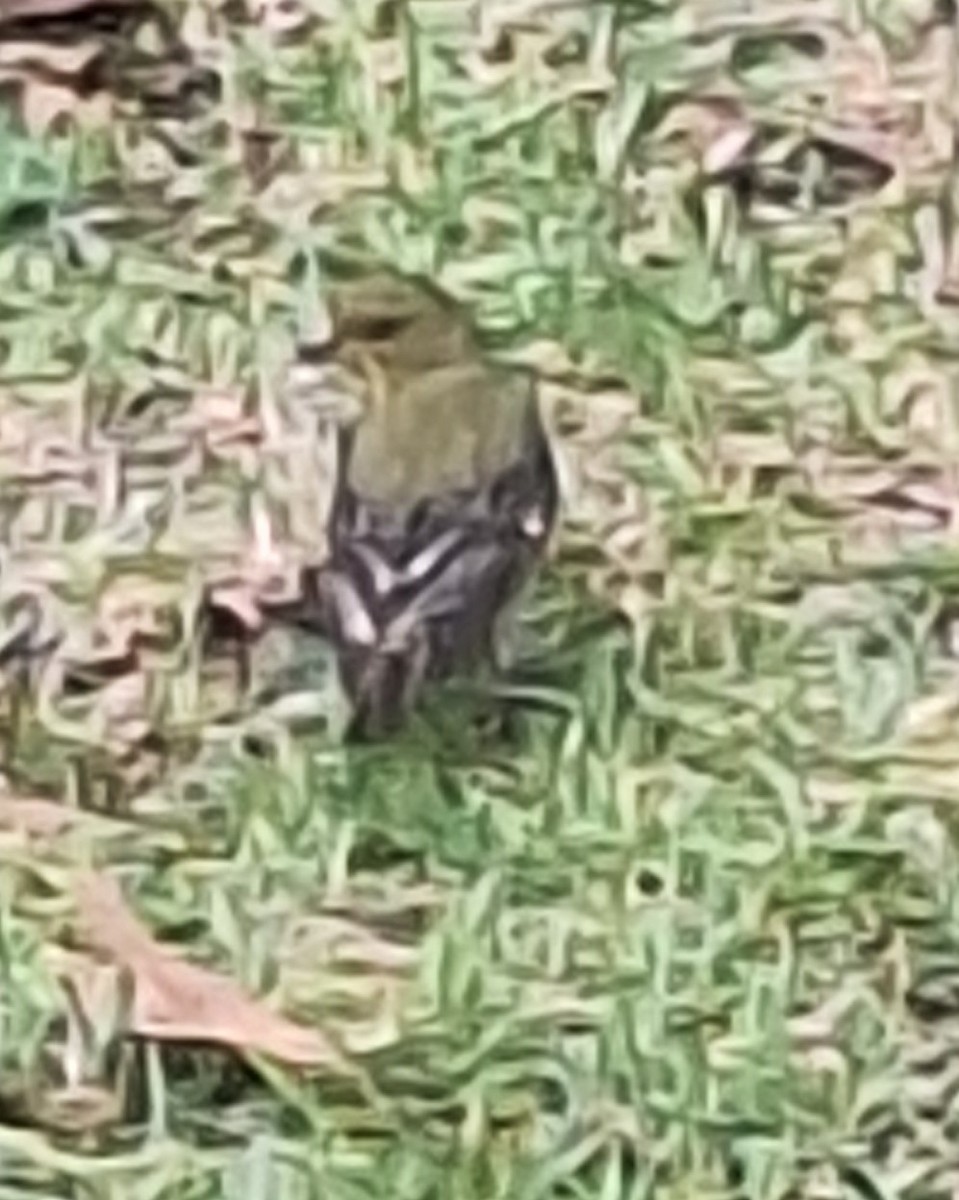 Lesser Goldfinch - ML620279248