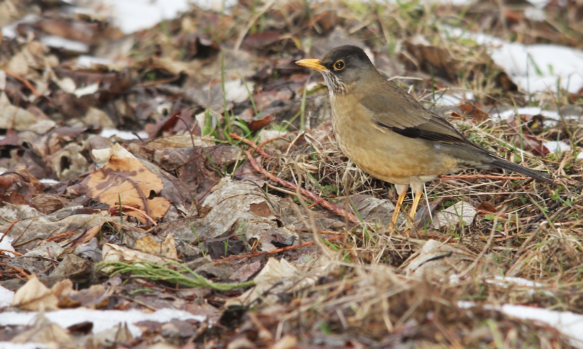 Austral Thrush - ML620279251