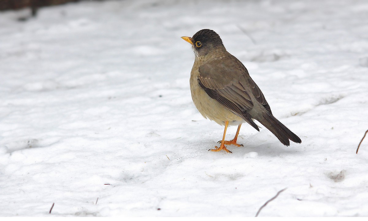 Austral Thrush - ML620279253