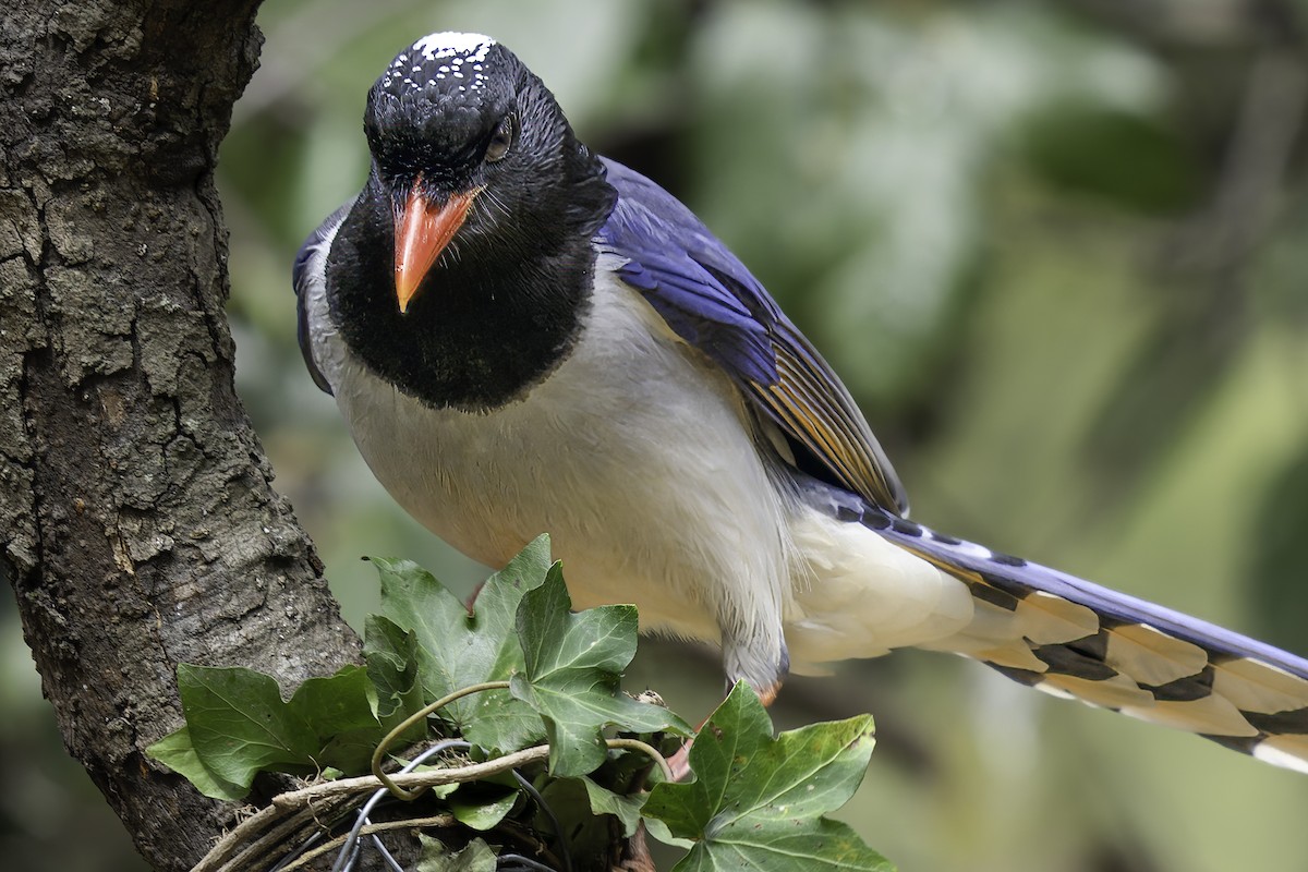 Red-billed Blue-Magpie - Grant Price