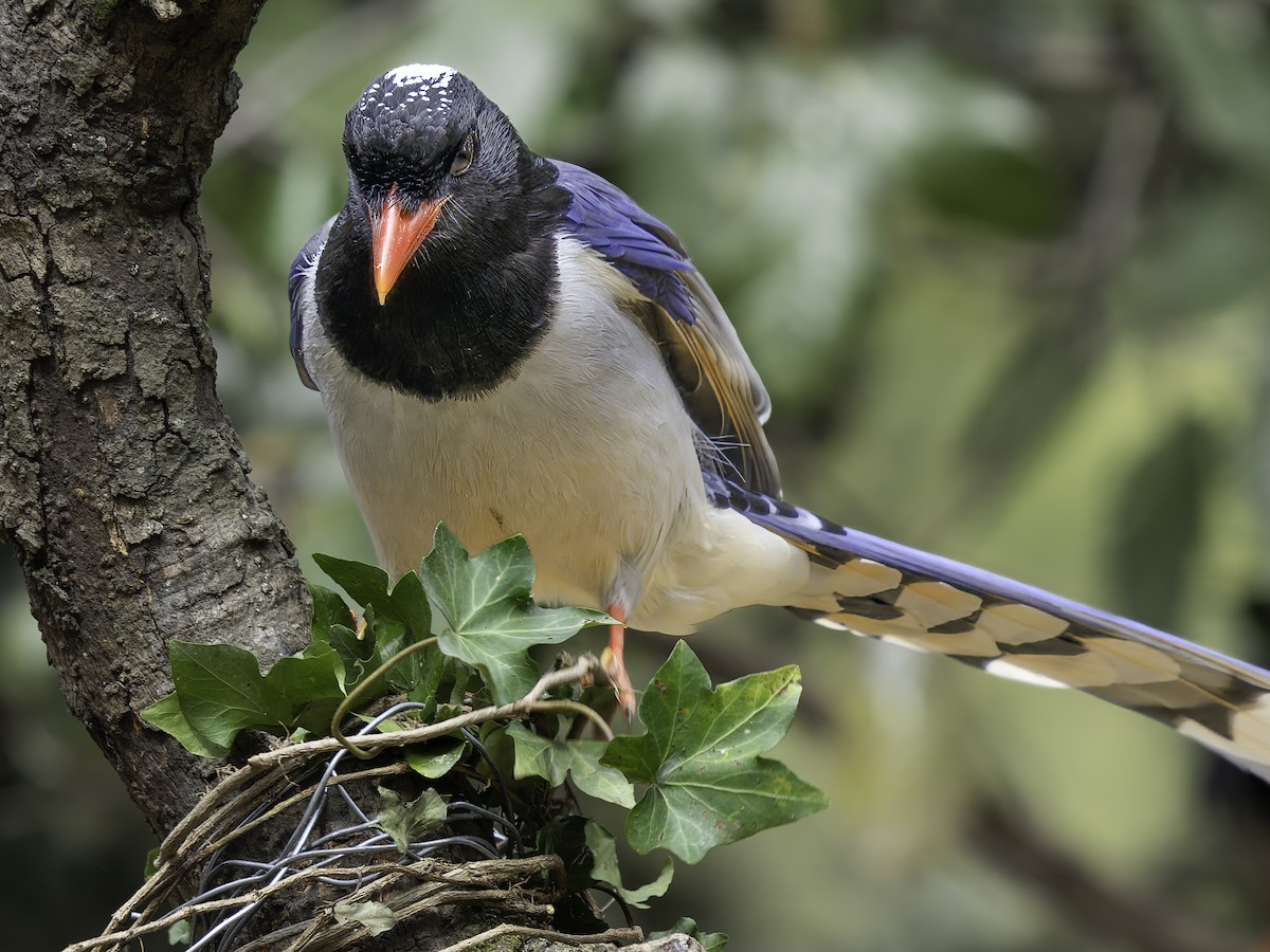 Red-billed Blue-Magpie - ML620279261