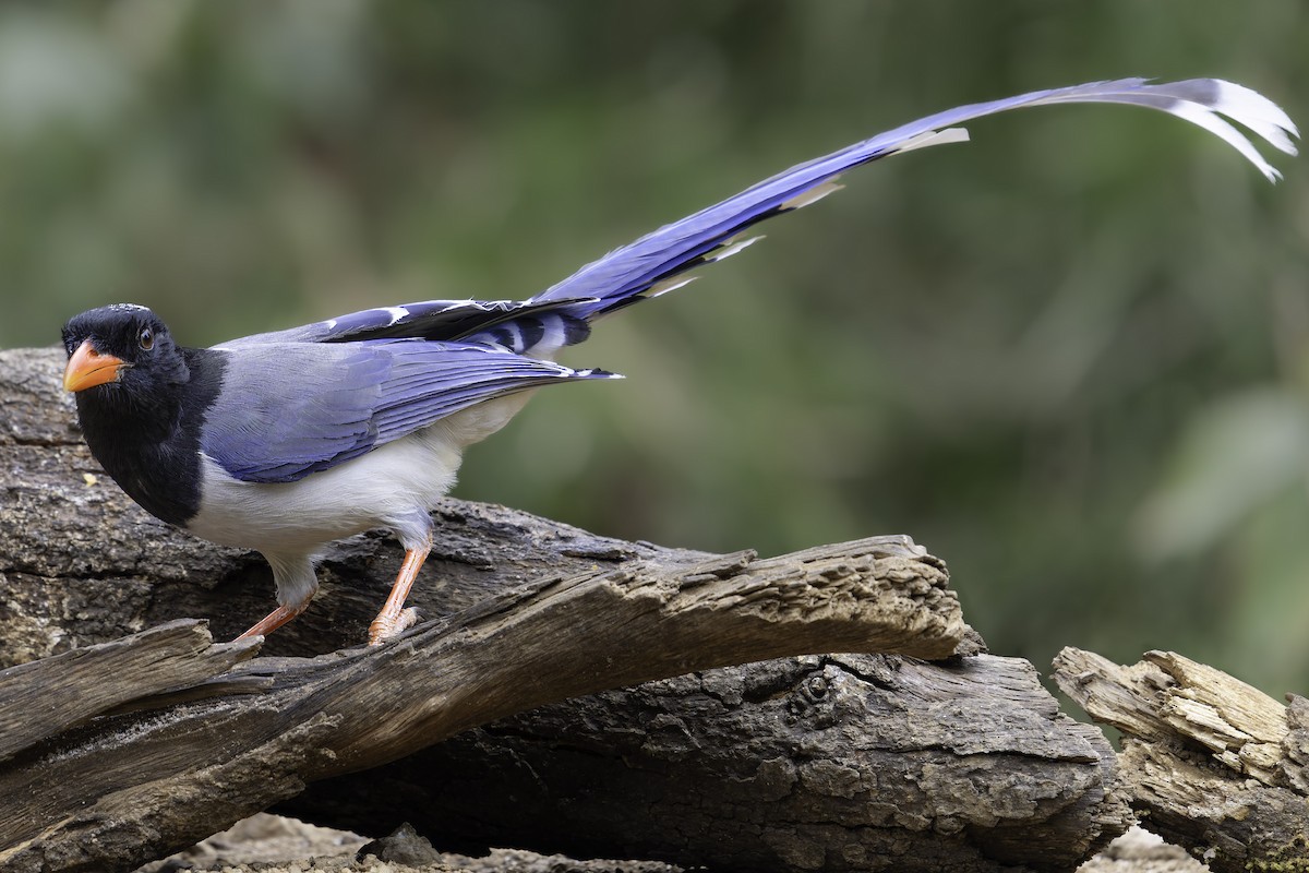 Red-billed Blue-Magpie - ML620279265