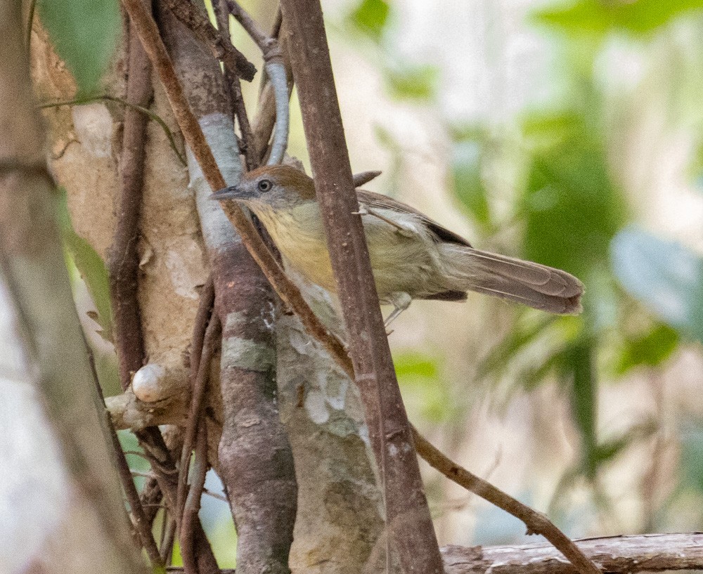 Gray-faced Tit-Babbler - Lindy Fung