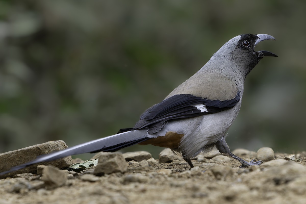 Gray Treepie - ML620279283