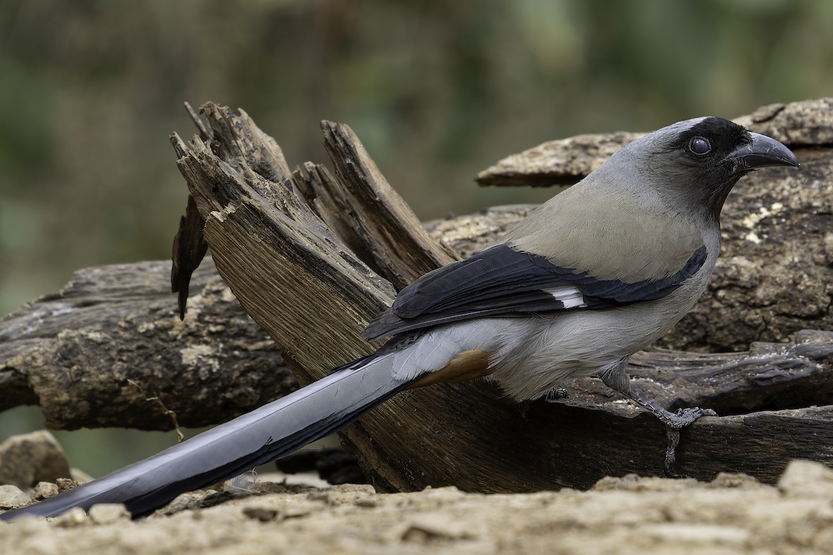 Gray Treepie - ML620279284