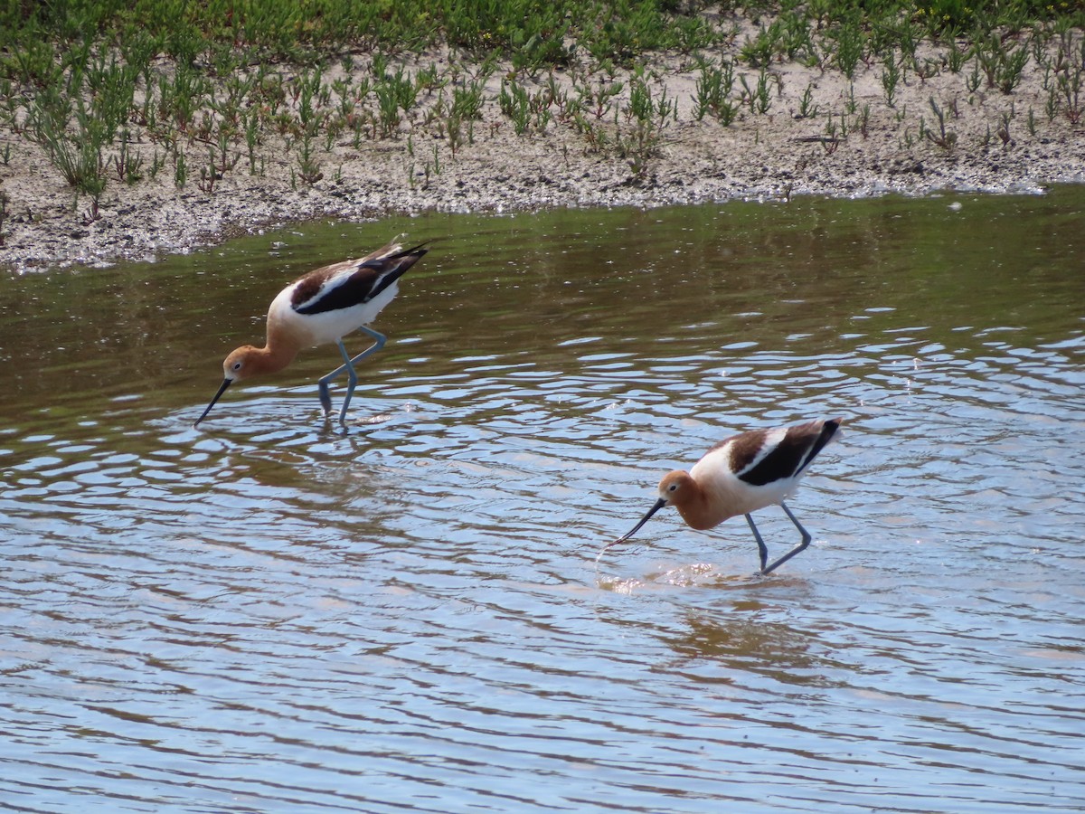 American Avocet - ML620279287