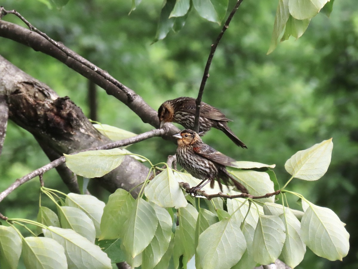 Red-winged Blackbird - ML620279291