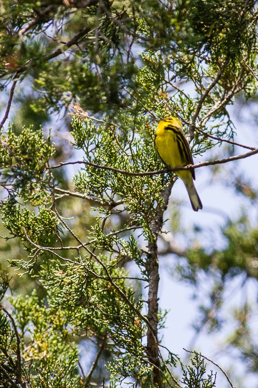 Prairie Warbler - ML620279296