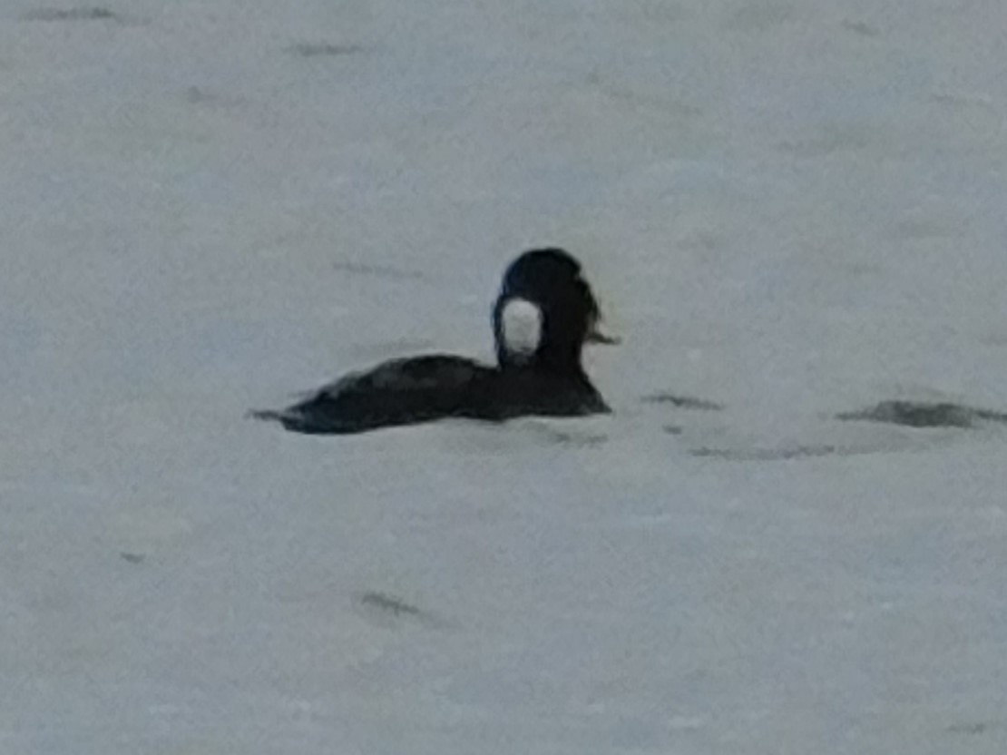 Surf Scoter - ML620279298