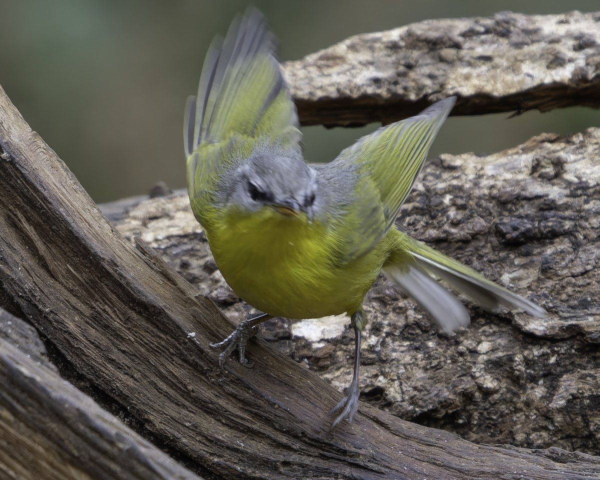 Gray-hooded Warbler - Grant Price