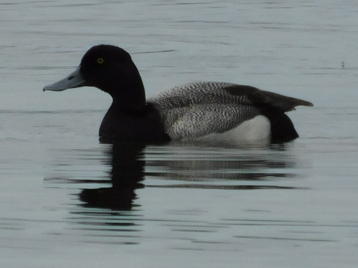 Greater Scaup - ML620279314