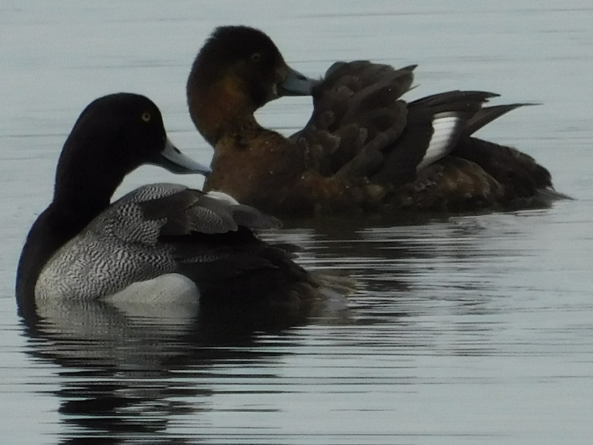 Greater Scaup - ML620279315