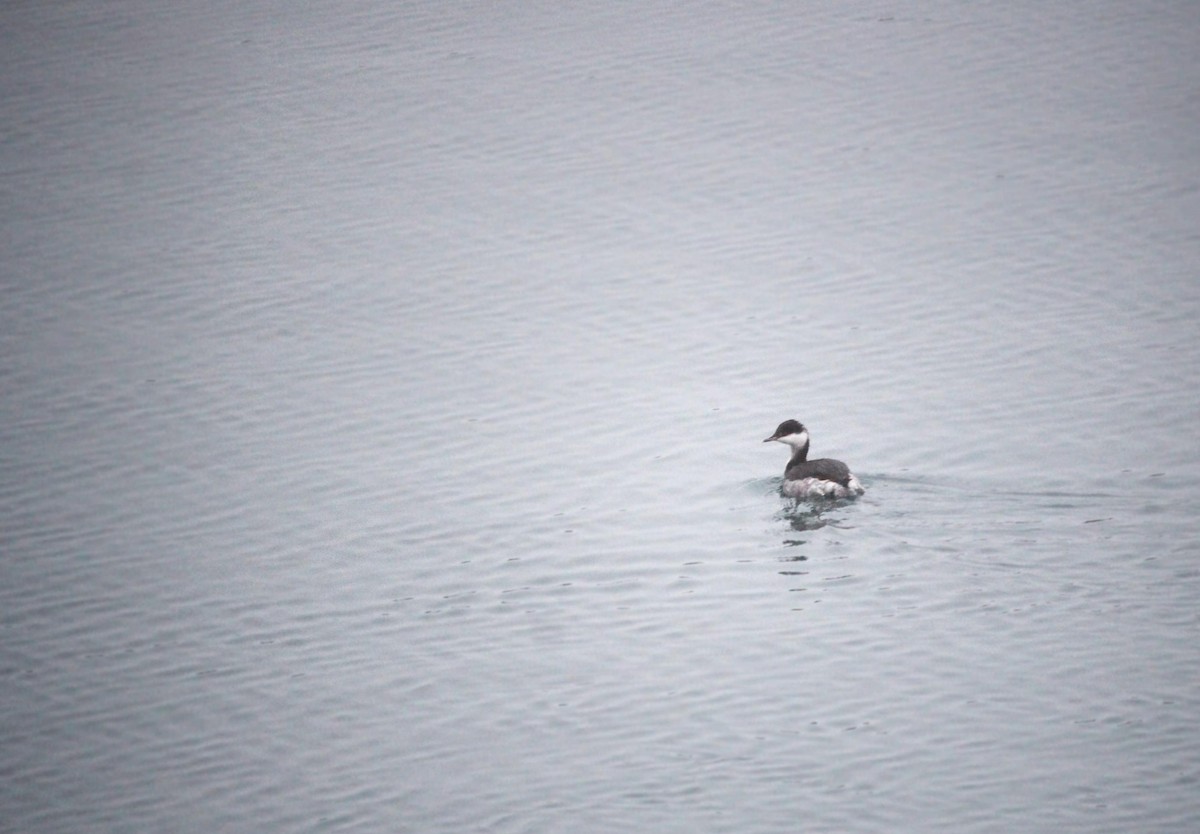 Horned Grebe - ML620279316