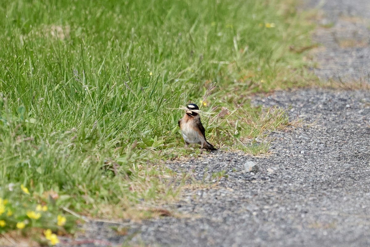 Cliff Swallow - ML620279327