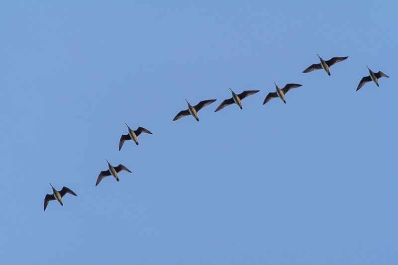 Hudsonian Whimbrel - ML620279334
