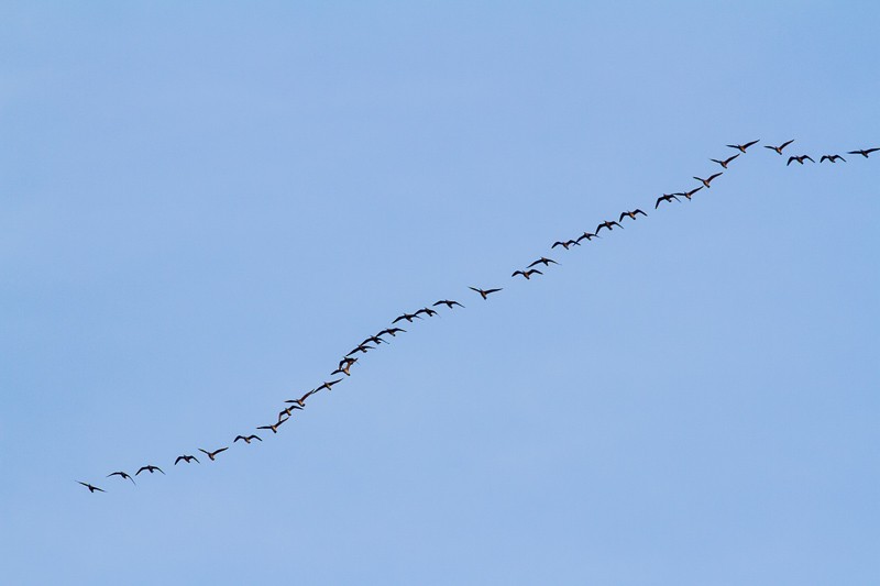 Hudsonian Whimbrel - ML620279335