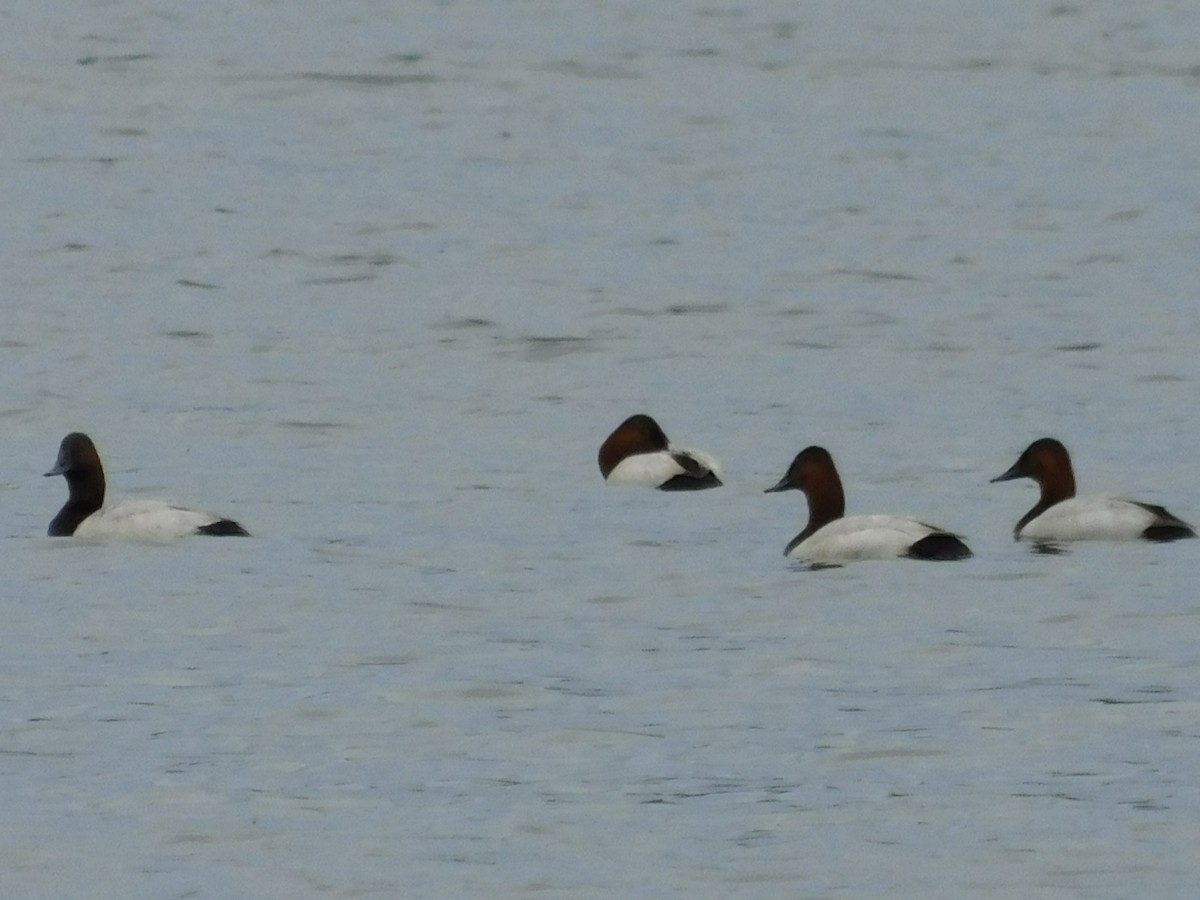 Canvasback - ML620279337