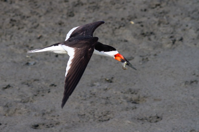 Black Skimmer - ML620279339