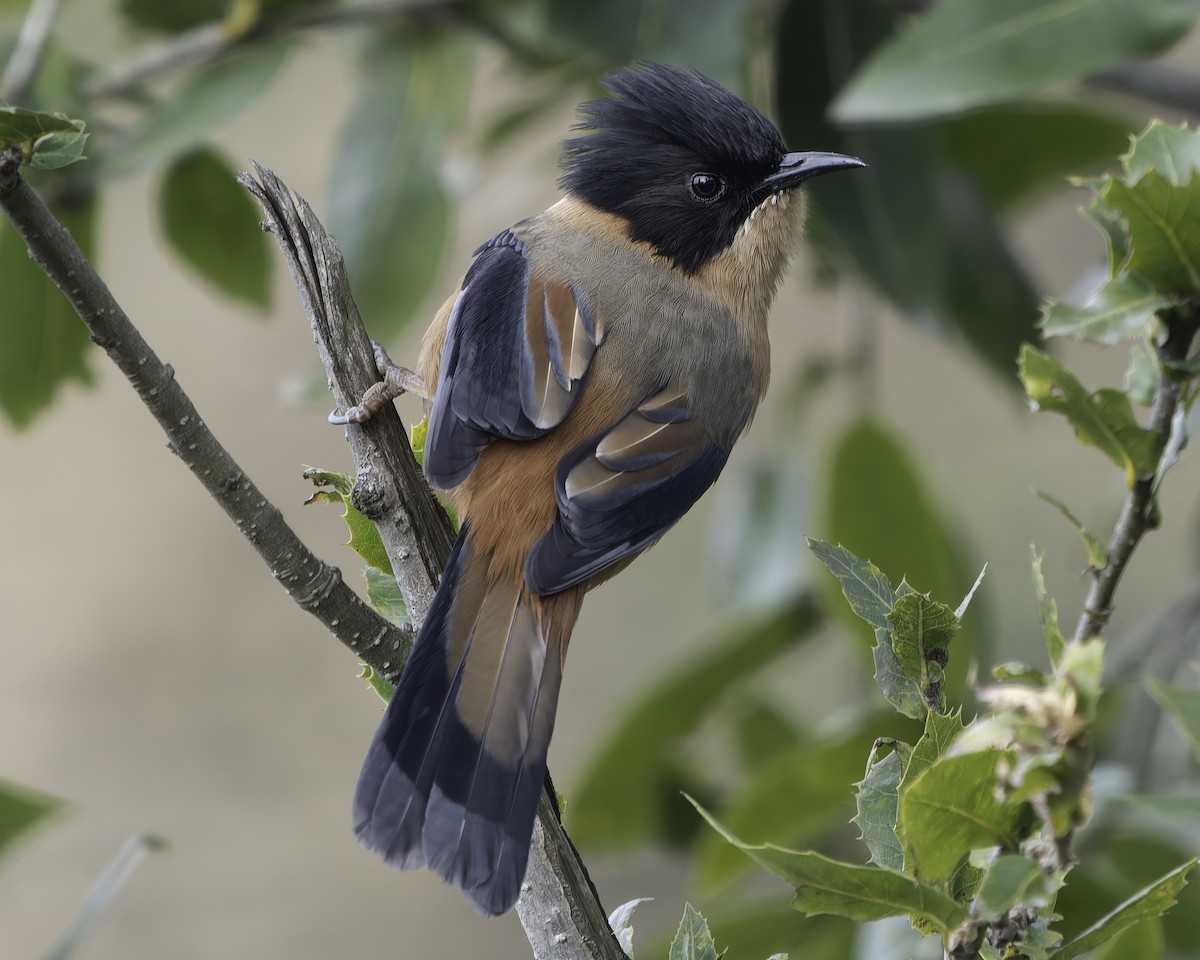 Rufous Sibia - ML620279341