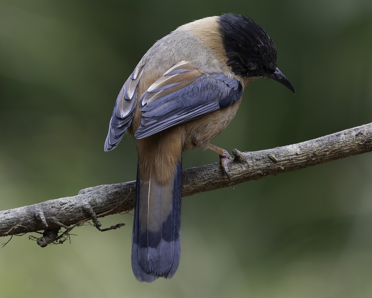 Rufous Sibia - ML620279344