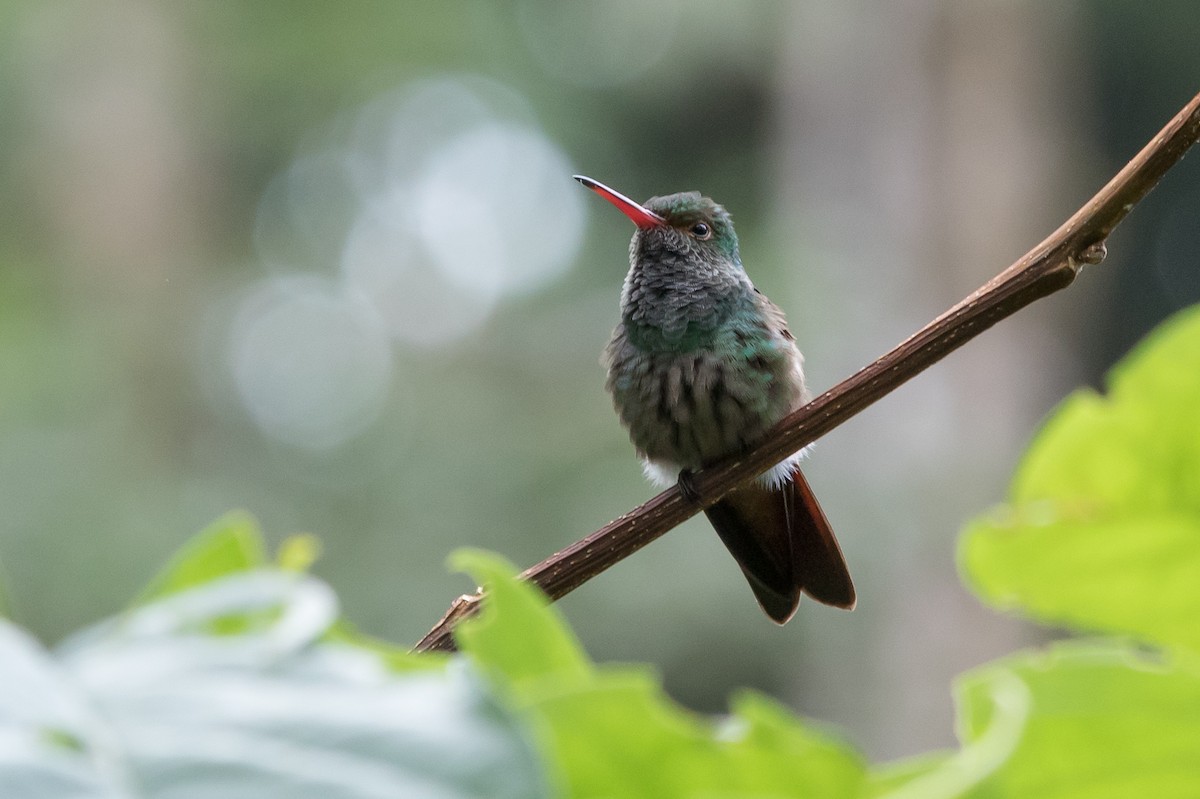 Rufous-tailed Hummingbird - ML620279349