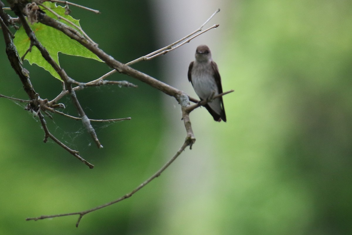 Northern Rough-winged Swallow - ML620279367