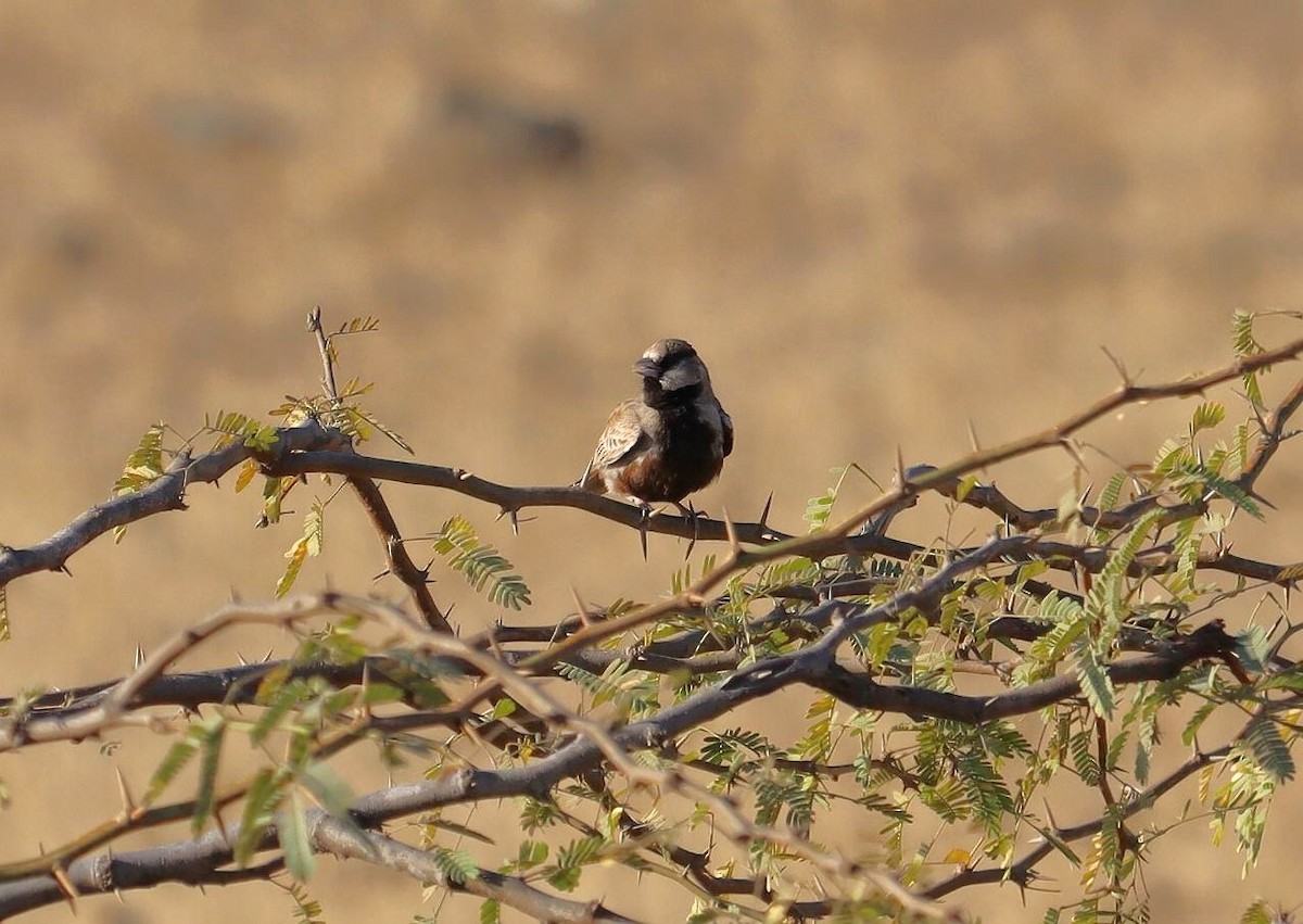 Ashy-crowned Sparrow-Lark - ML620279368