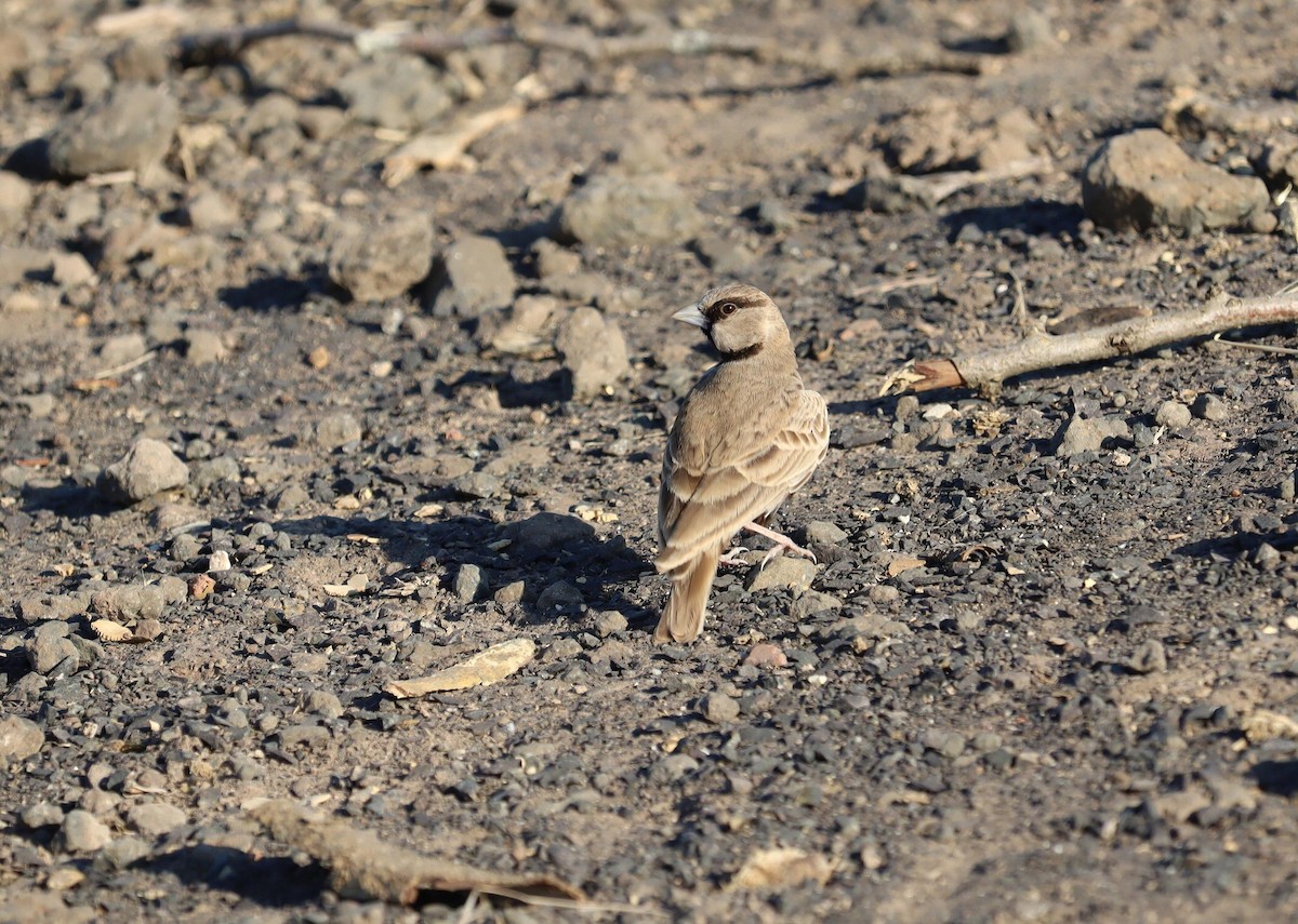 Ashy-crowned Sparrow-Lark - ML620279373