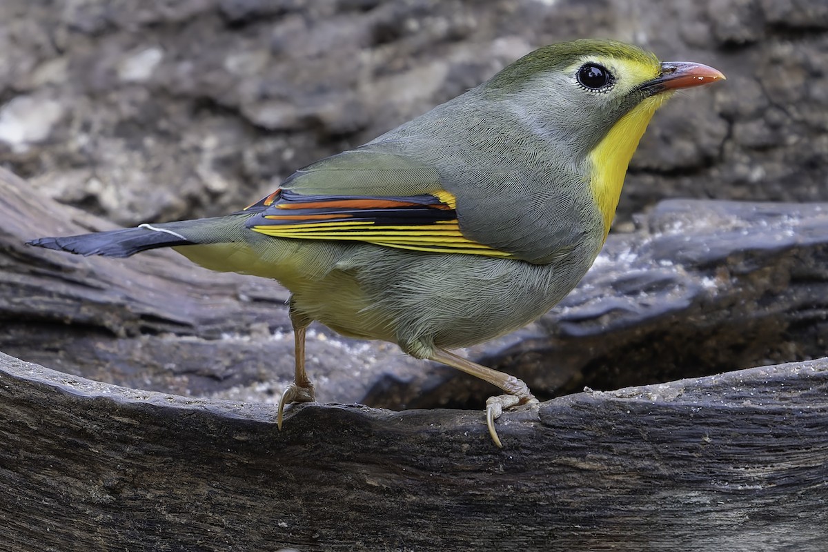 Red-billed Leiothrix - ML620279375